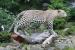 Leopard(Panthera pardus)