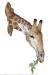 Giraffe(Giraffa camelopardalis)